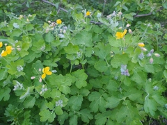 Chelidonium majus