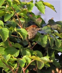 Synallaxis frontalis