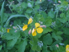 Chelidonium majus
