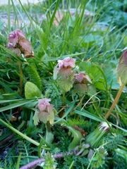 Lamium purpureum