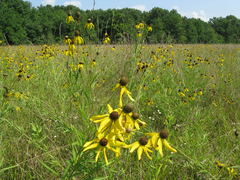 Rudbeckiinae