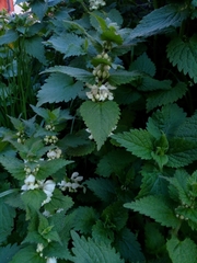 Lamium album