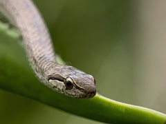 Cubophis caymanus