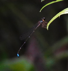 Ceylonosticta anamia