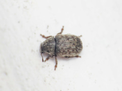 Anthribus