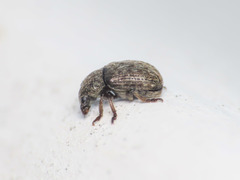 Anthribus