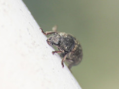 Anthribus