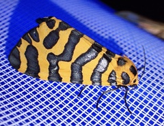 Amphicallia bellatrix