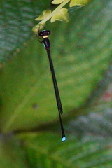 Ceylonosticta anamia