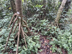 Cecropia schreberiana