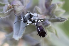 Melecta luctuosa