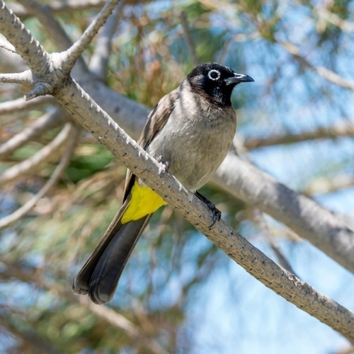 White-spectacled Bulbul