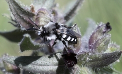 Melecta luctuosa