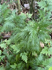 Selaginella plana