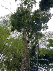 Dacryodes excelsa