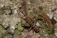 Cophogryllus