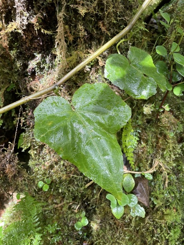 Sicyos cucumerinus observed 2022-05-10