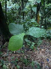 Coccoloba rugosa