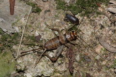 Cophogryllus