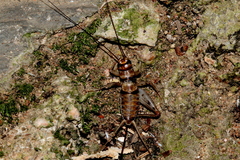 Cophogryllus