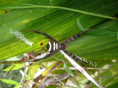 Argiope reinwardti