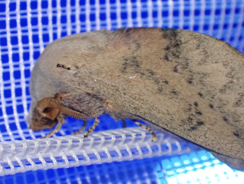 Hawthorn Lappet