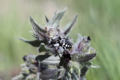 Melecta luctuosa