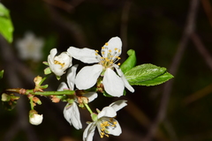 Prunus