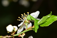 Prunus
