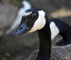 Branta canadensis