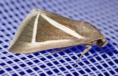 Chalciope delta