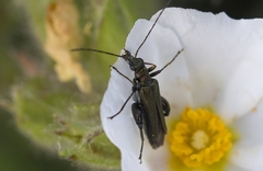 Oedemera flavipes