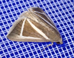 Chalciope delta