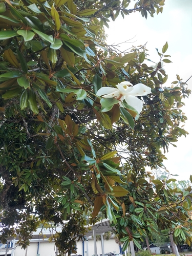 Magnolia grandiflora image