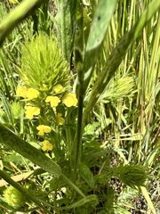 Castilleja rubicundula