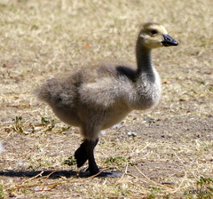Branta canadensis