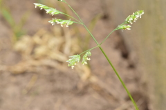 Poa annua