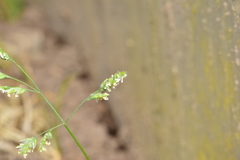 Poa annua