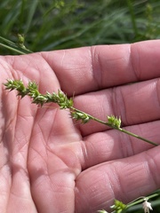 Carex divulsa divulsa