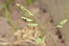 Poa annua