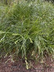 Carex divulsa divulsa