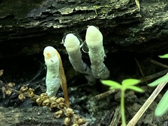 Xylaria cornu-damae