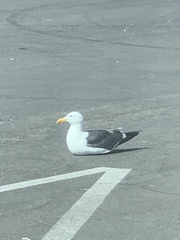 Larus occidentalis