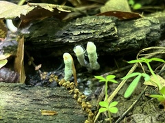 Xylaria cornu-damae