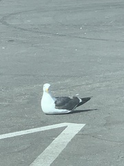 Larus occidentalis