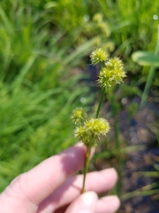 Juncus brachycarpus