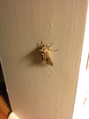 Ctenoplusia accentifera