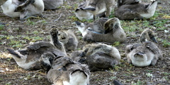 Branta canadensis