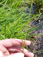 Juncus brachycarpus