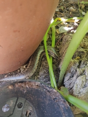Chalcides ocellatus tiligugu